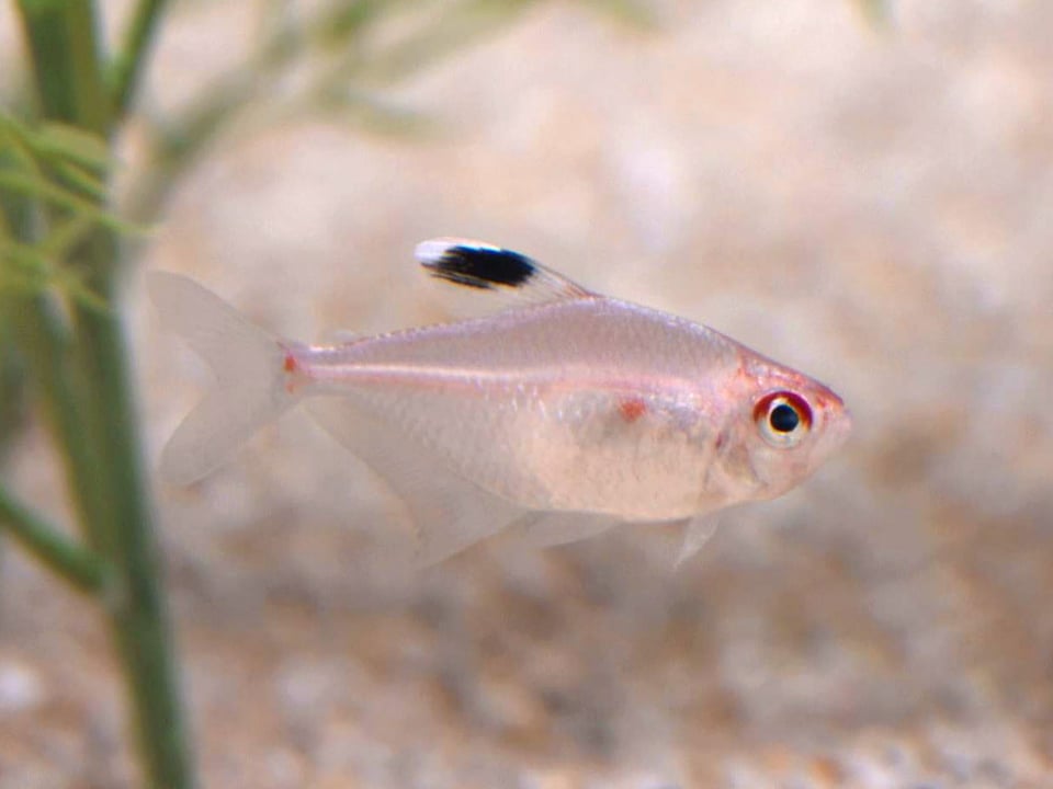 アクア・トトぎふ テーマ水槽 「秋を彩るコスモス色の魚たち」 岐阜県