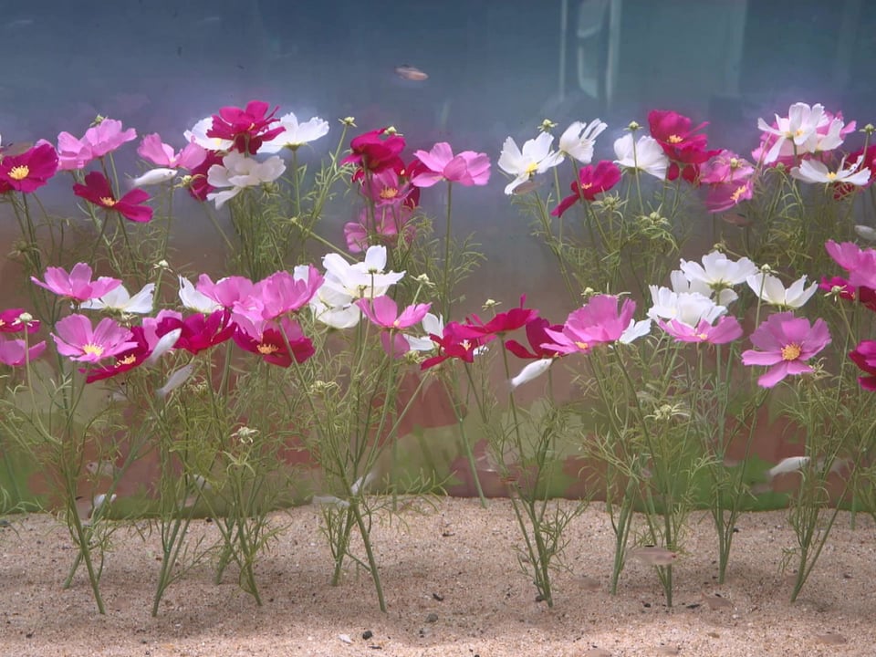 コレットマルーフ シーズンコレクション コスモス アクア Seasonal