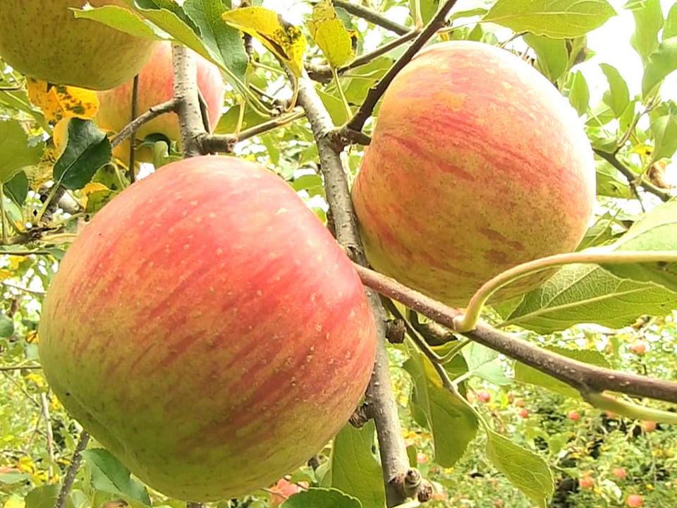 高山市で飛騨りんごの収穫 秋の味覚｜ニュース｜ぎふチャン｜岐阜放送