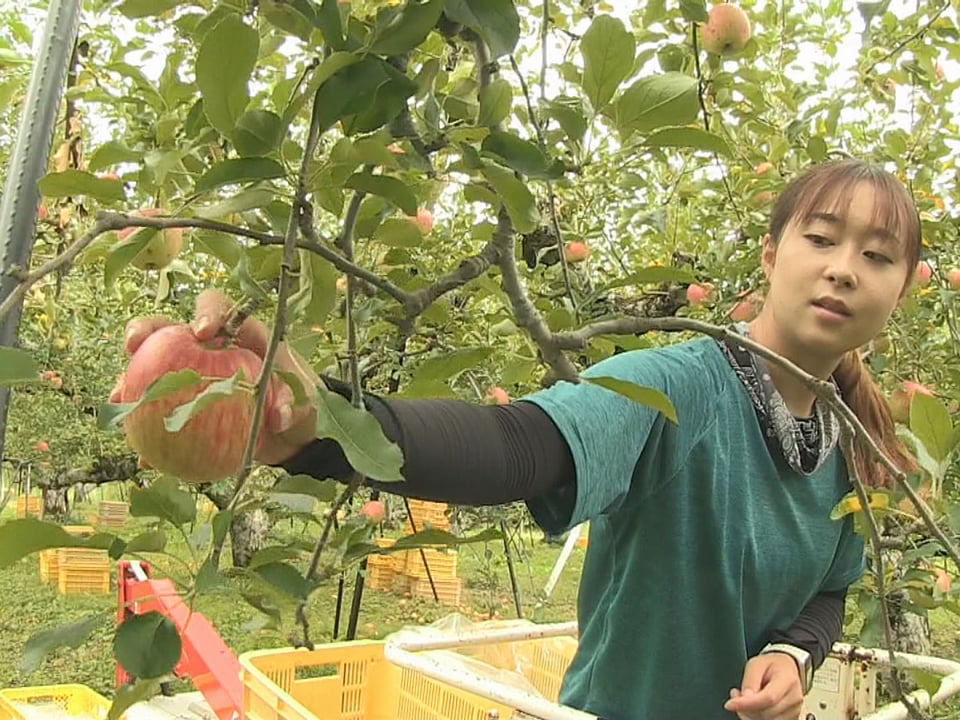 高山市で飛騨りんごの収穫 秋の味覚｜ニュース｜ぎふチャン｜岐阜放送