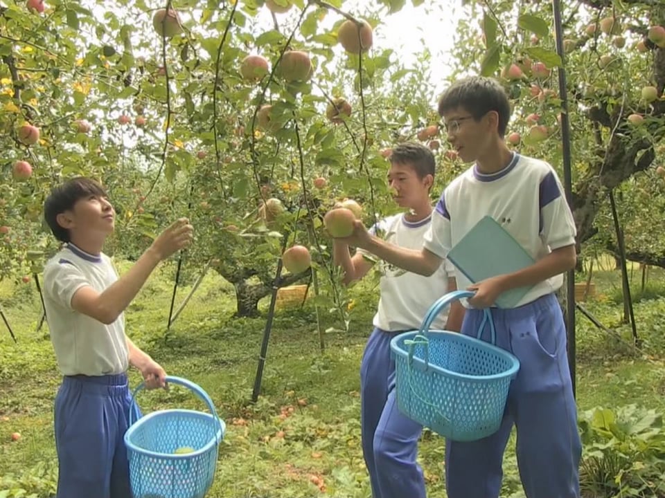 高山市で飛騨りんごの収穫 秋の味覚｜ニュース｜ぎふチャン｜岐阜放送