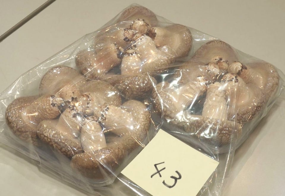 岐阜県産 835グラム 0 月3日午後収穫 ヤマトクール便着払い 1 香茸