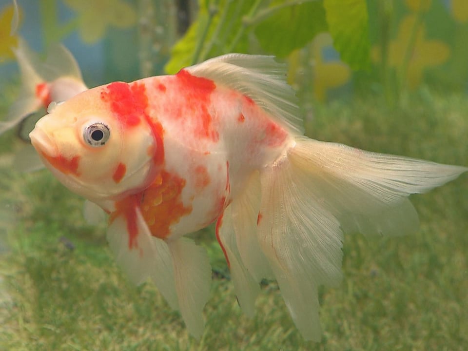 お花見イメージ、桜金魚ひらひら 「アクア・トトぎふ」のテーマ水槽