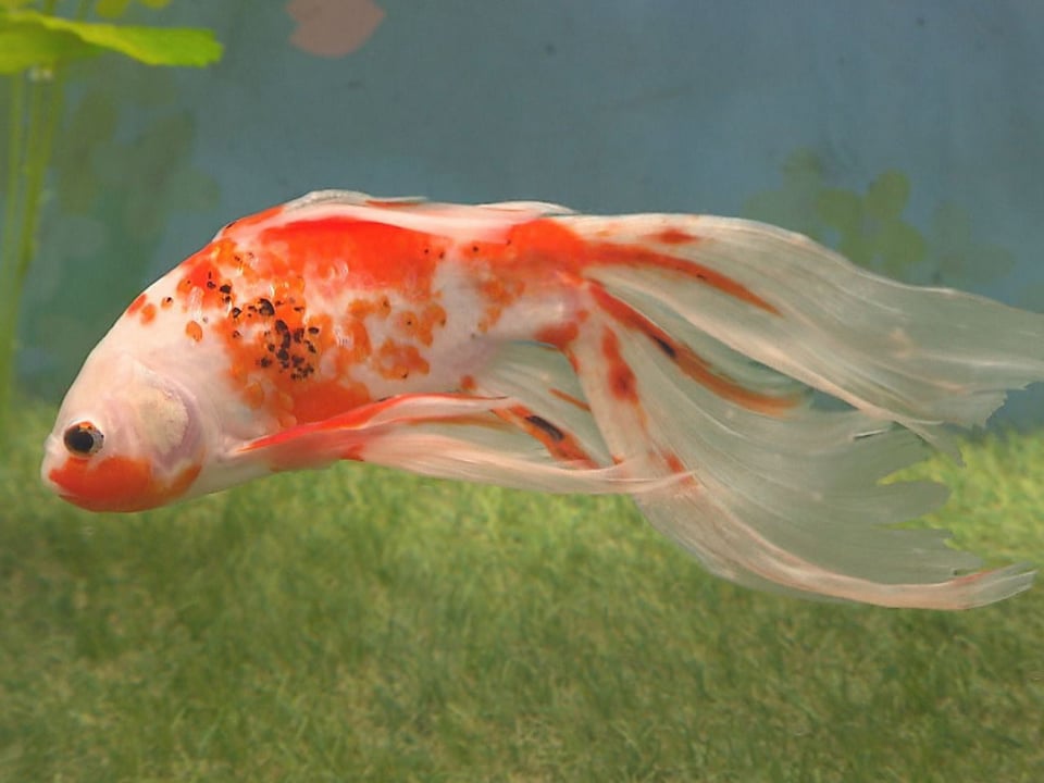 お花見イメージ、桜金魚ひらひら 「アクア・トトぎふ」のテーマ水槽