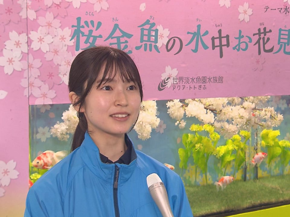 お花見イメージ、桜金魚ひらひら 「アクア・トトぎふ」のテーマ水槽