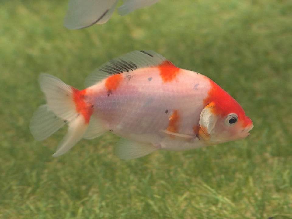 お花見イメージ、桜金魚ひらひら 「アクア・トトぎふ」のテーマ水槽