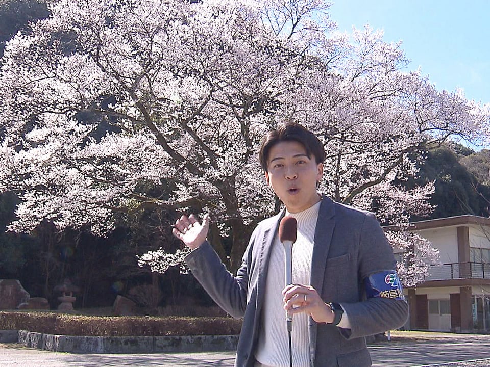長良川沿いの岐阜護国神社 岐阜市の鵜飼桜 見ごろ迎える｜ニュース