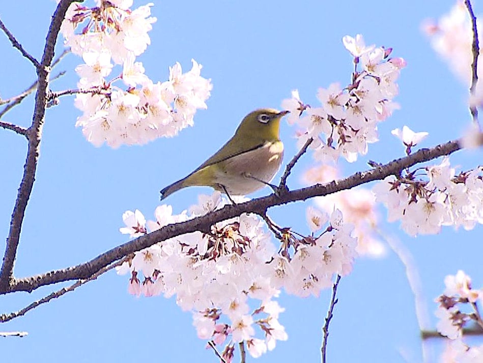 長良川沿いの岐阜護国神社 岐阜市の鵜飼桜 見ごろ迎える｜ニュース