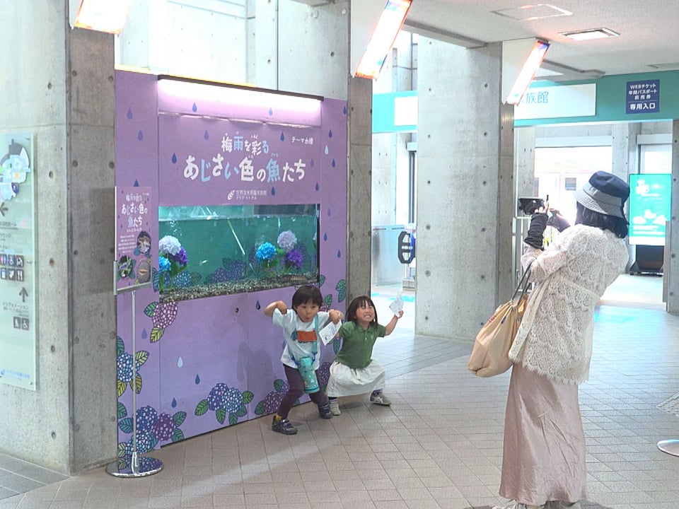 梅雨の季節もお花見を楽しんで 「梅雨を彩るあじさい色の魚たち