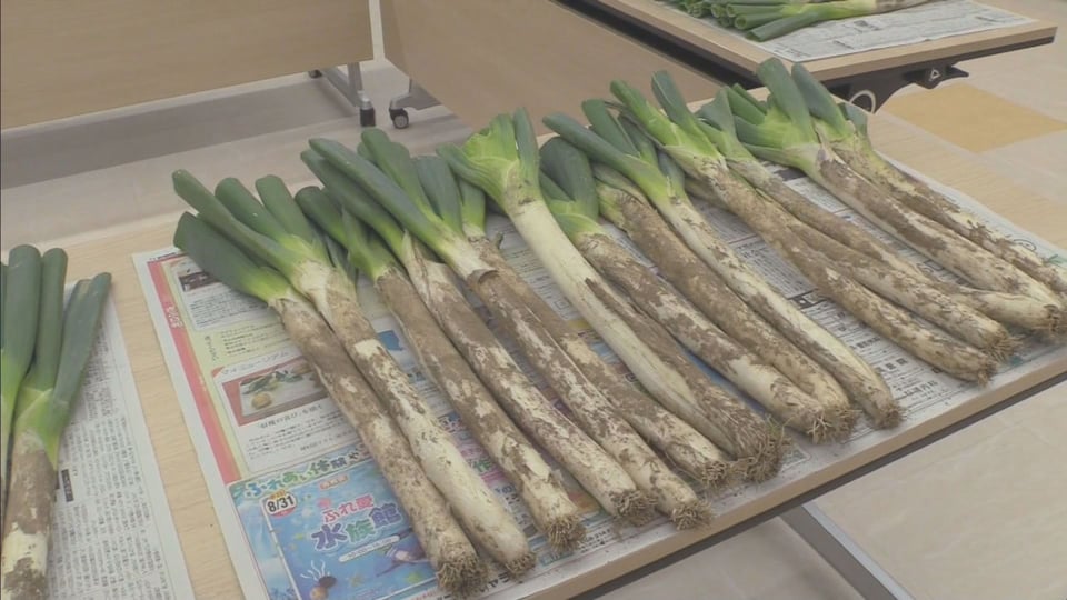 ねぎ 楽天市場】【送料無料】 大分県産他 白ネギ 秀品 L〜2Lサイズ 2〜3本束