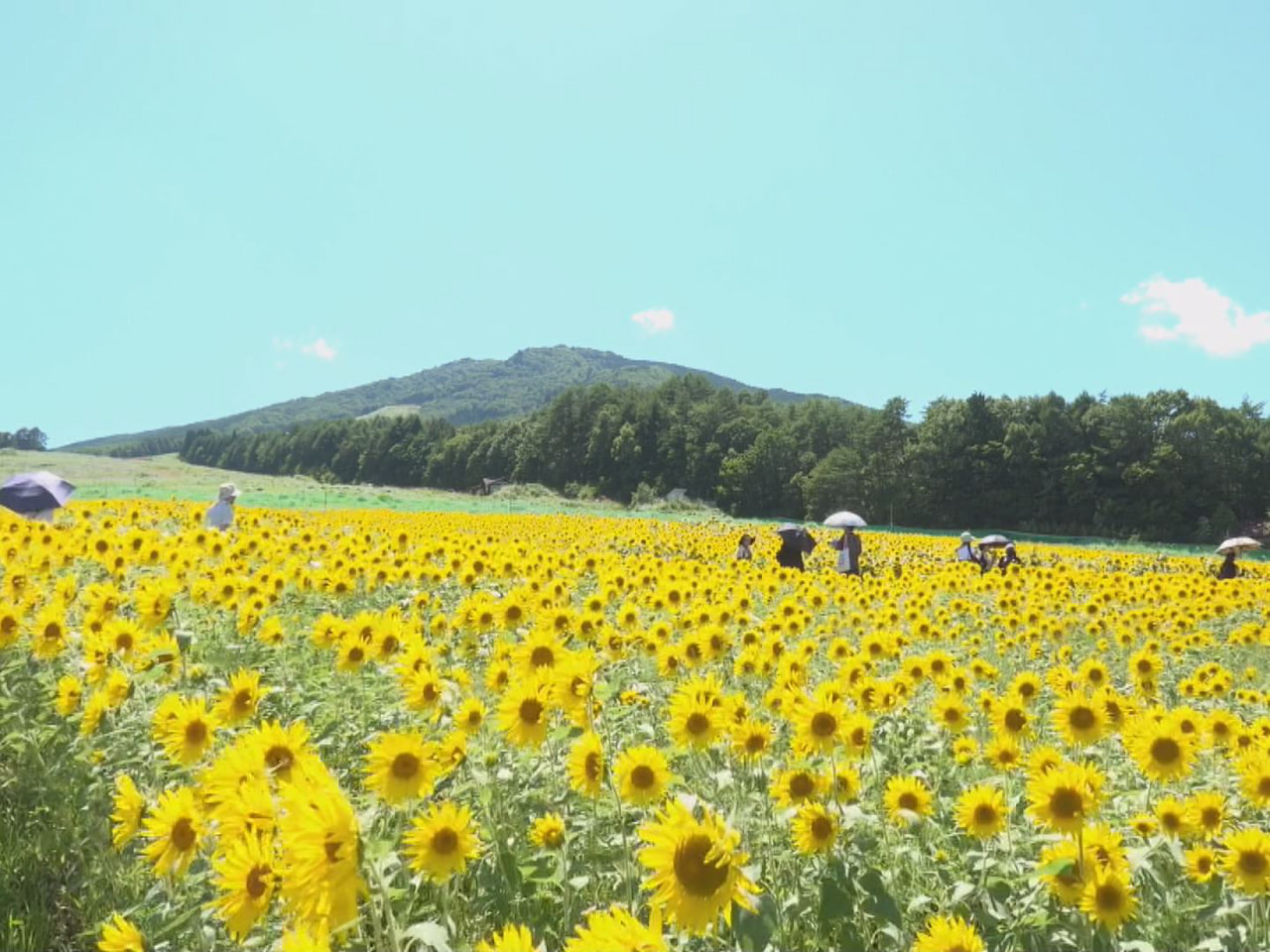 20万本咲き誇る 岐阜県高山市のアルコピアひまわり園｜ニュース